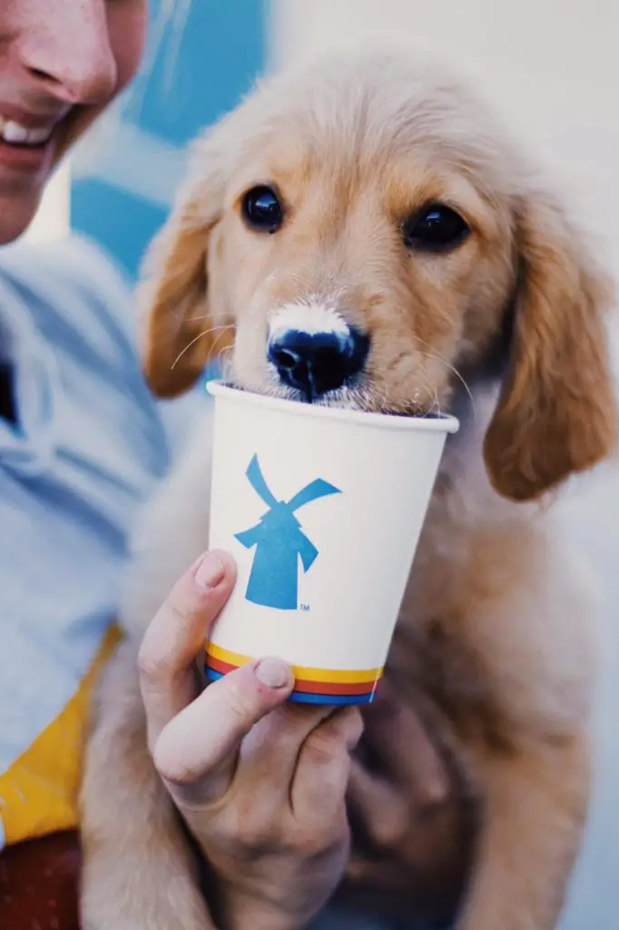 Four Dutch Bros Coffee Spots Are in the Works for Arlington