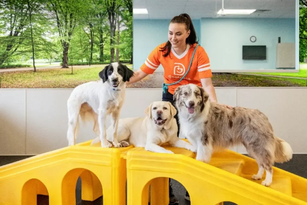 Dogtopia of Park Lane “Gets a Leg Up” on the Local Doggy Daycare Scene